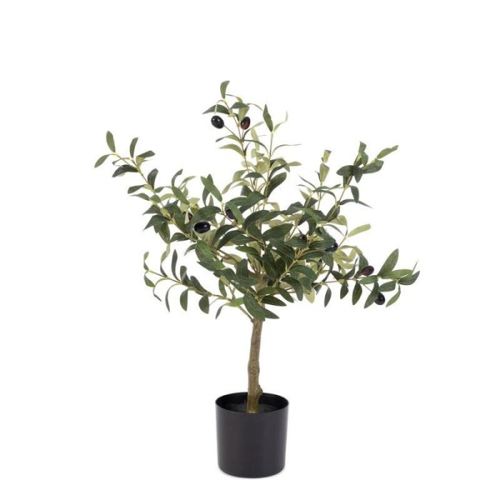 PIANTA ULIVO C-VASO H65